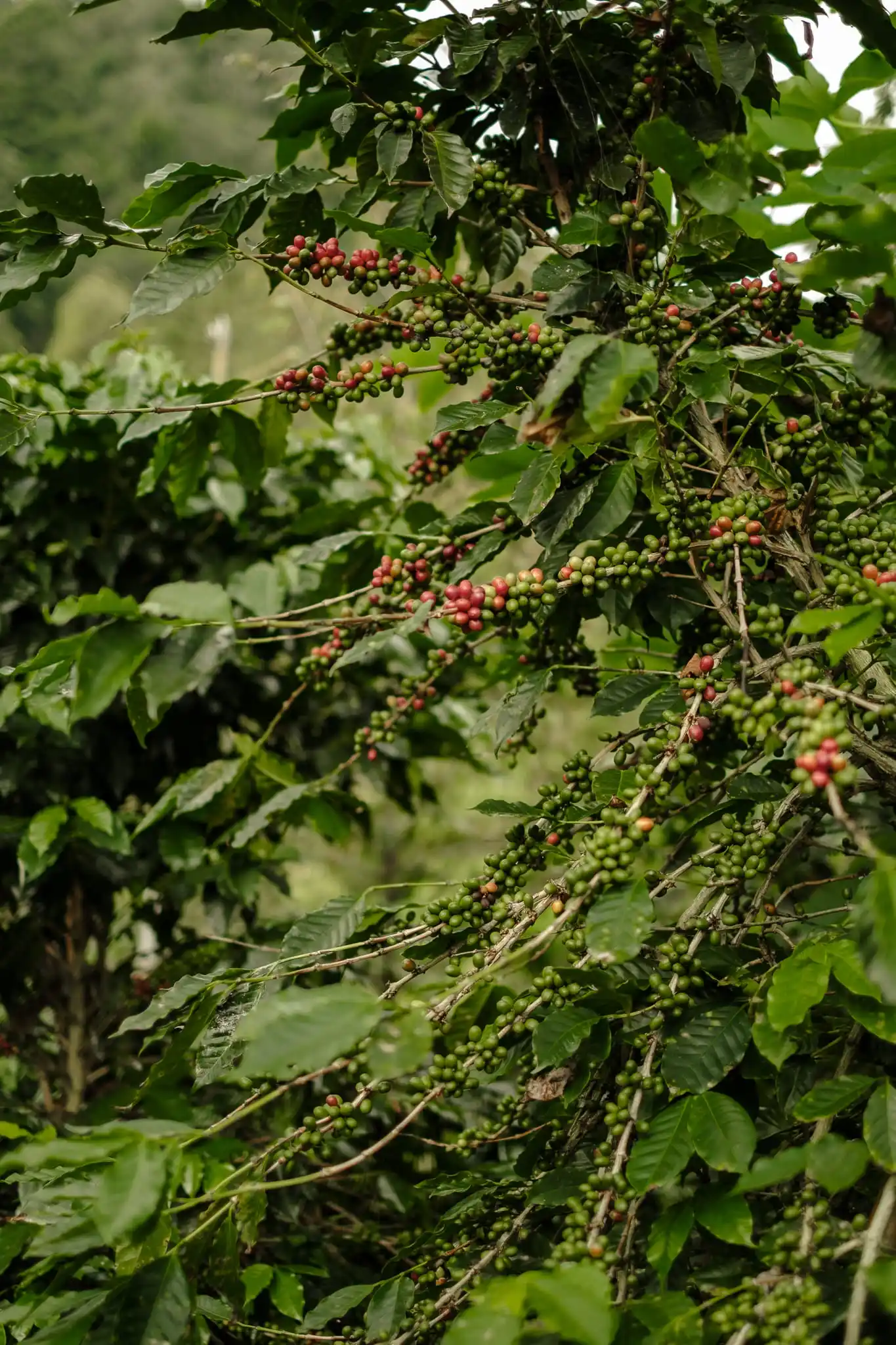 Alam Rind Galeri — Momen & Suasana Rindu Alam Coffee Ponorogo